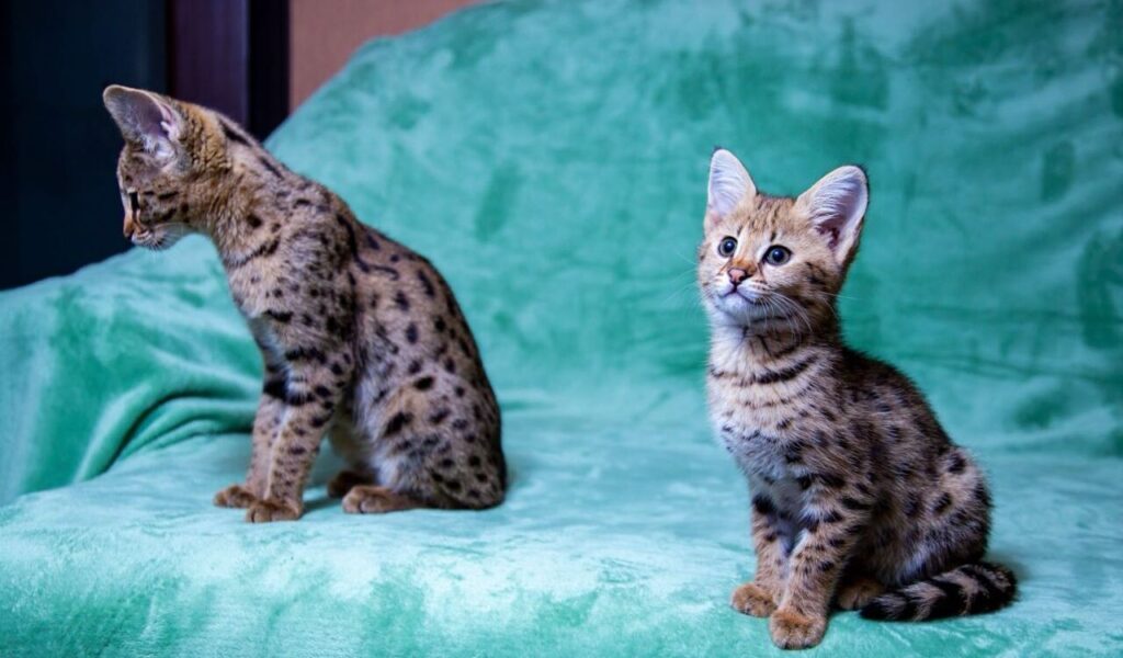 Two Savannah kittens with striking spotted coats sitting on a green velvet surface. One kitten is facing sideways, showcasing its sleek body and tall ears, while the other looks forward with bright, curious eyes. The vibrant pattern of their fur is a standout feature, reflecting their exotic heritage.