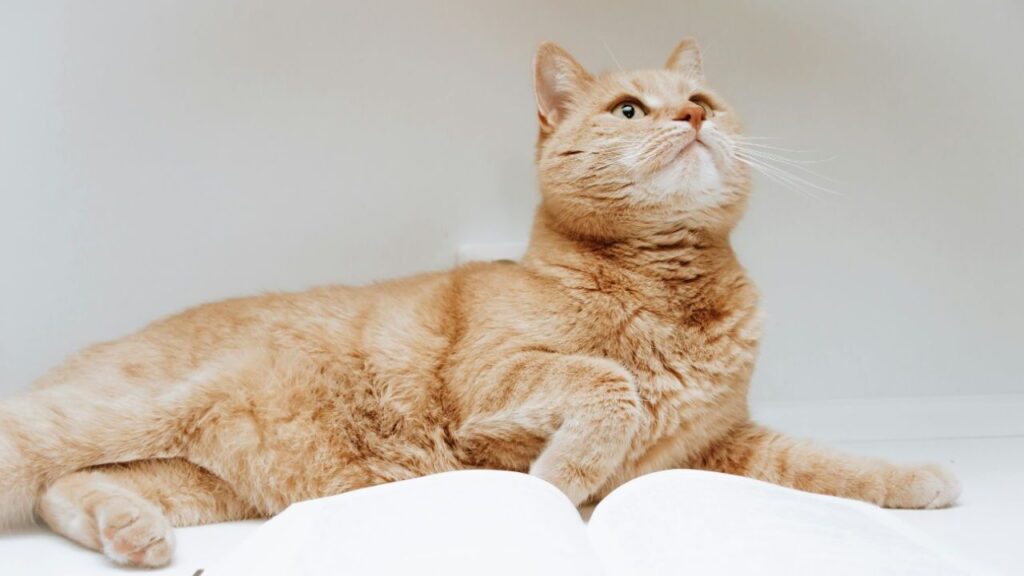 Orange cat lying, looking upward.