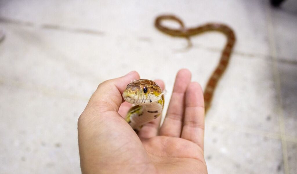 A corn snake gently held in a person's hand, showcasing its patterned scales and calm demeanor. The rest of its body is coiled in the background on a tiled surface.