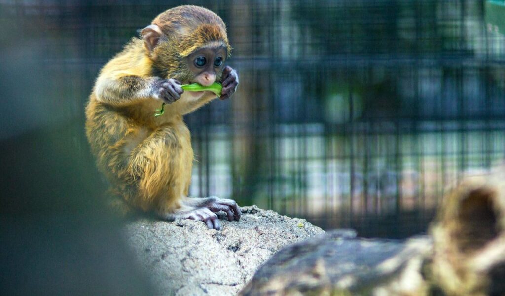 A tiny monkey with golden-brown fur sits on a rock, intently nibbling on a green leaf, with a blurred cage in the background.