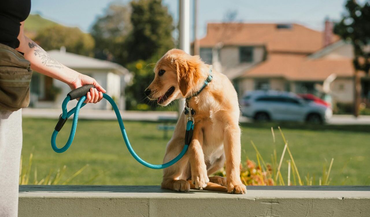 A golden retriever puppy wearing a teal collar sits on a ledge while playfully looking back at its handler, who is holding a matching teal leash, with a suburban neighborhood in the background.