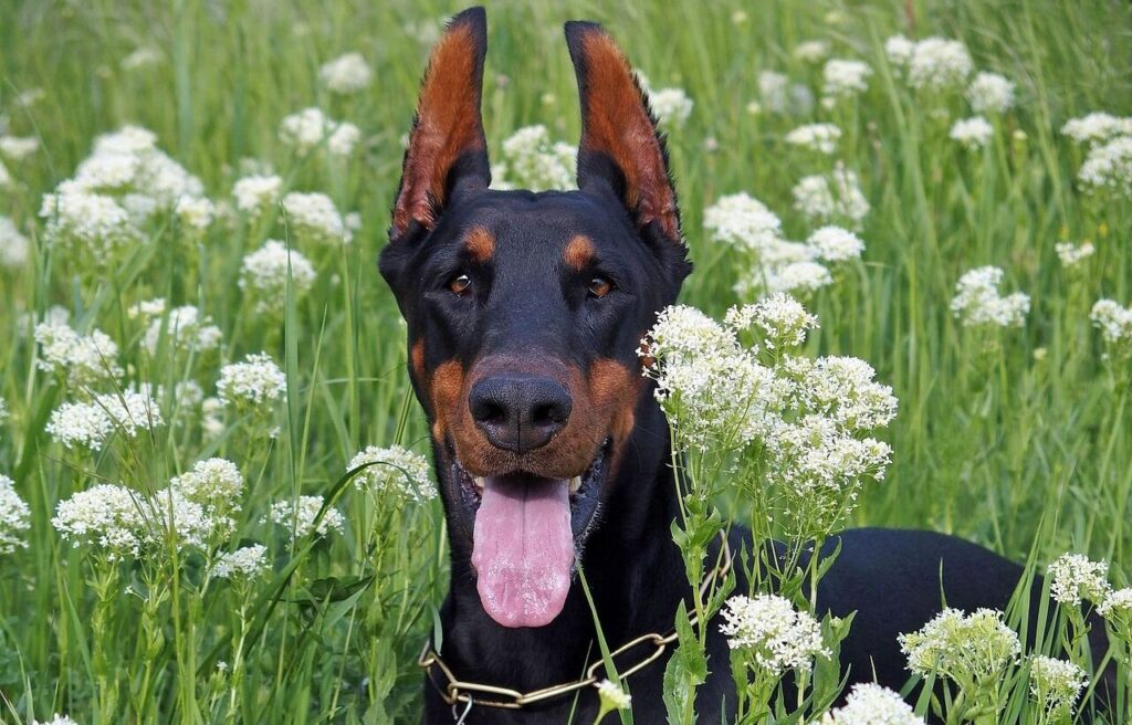 A Doberman with tall, erect ears sits amidst a lush green field filled with delicate white flowers, its tongue out and eyes gleaming with alertness and joy.