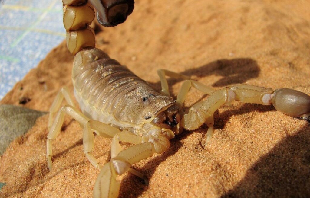 Yellow scorpion on golden sand in sunlight.