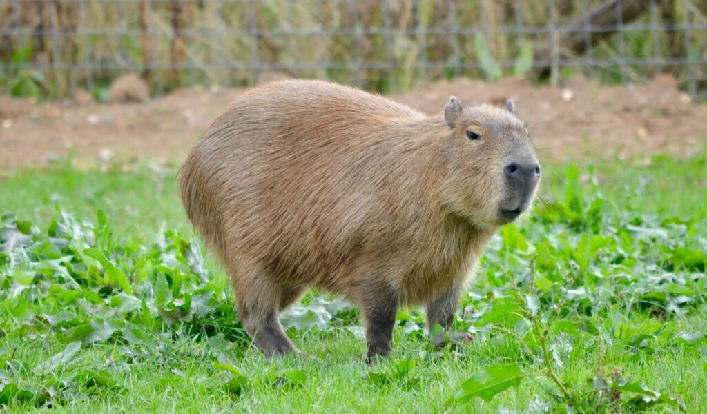 Capybara standing on green grass with a blurred natural background.
