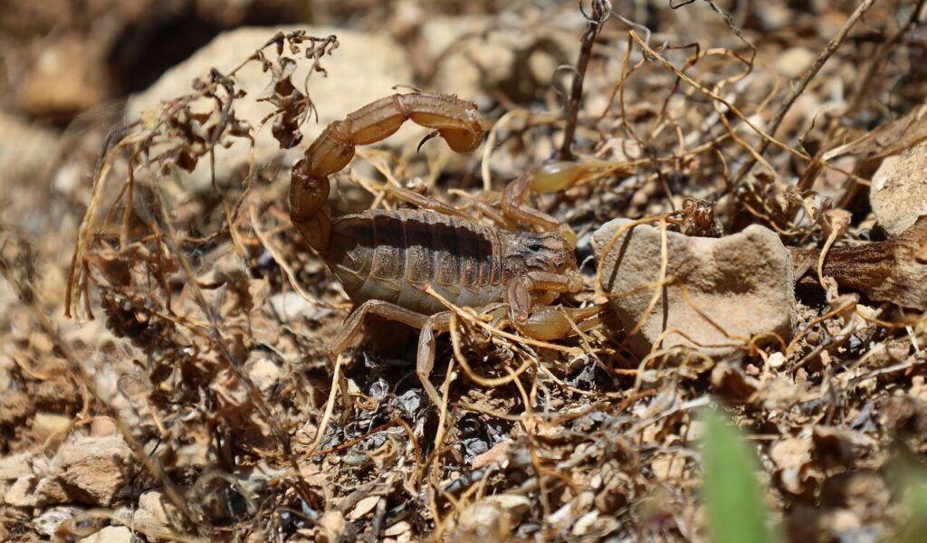 A tan-colored scorpion camouflaged among dry twigs and rocky terrain in its natural habitat.