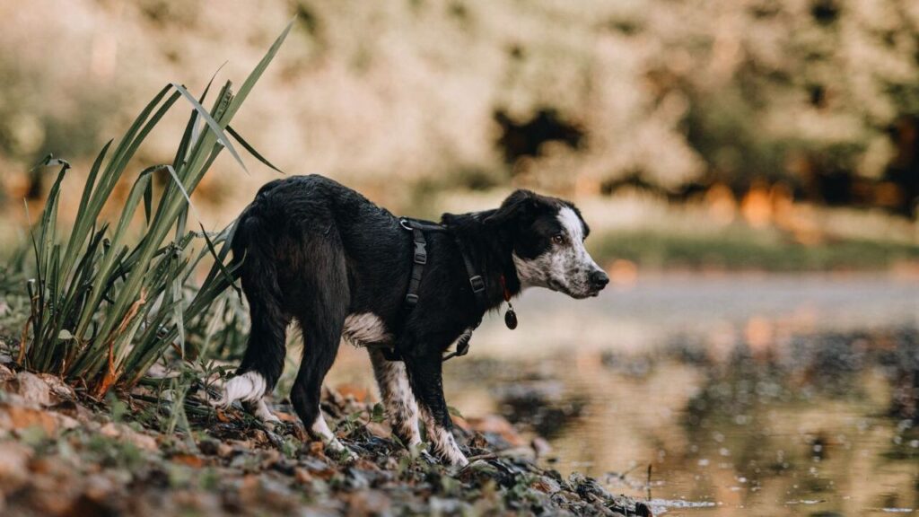 A black and white Border Collie standing by the edge of a calm pond, surrounded by tall green plants and scattered rocks. The dog wears a black harness and a red tag, with its gaze focused intently on the water, perhaps observing something. The background features a soft bokeh effect with blurred trees and golden lighting, adding a serene and peaceful atmosphere to the image. The Border Collie's sleek coat and attentive stance highlight its intelligence and alertness.