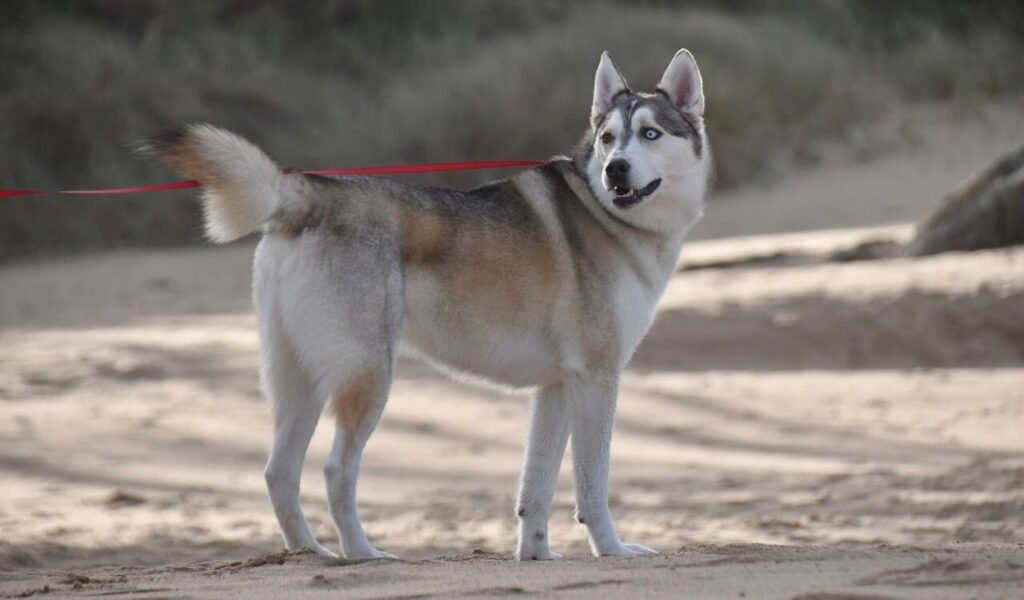 A beautiful Siberian Husky standing on a sandy beach, gazing back with its striking blue eyes. The red leash adds a pop of color, contrasting with the soft, neutral tones of the background.