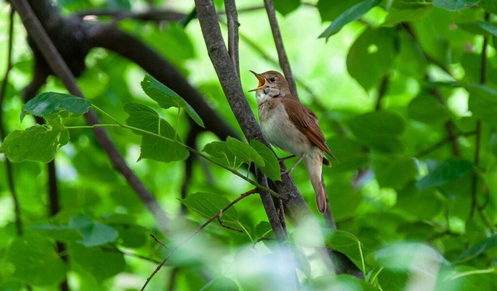 A small brown songbird perched on a tree branch, surrounded by vibrant green leaves. The bird's beak is open as if singing, with sunlight filtering through the dense foliage, creating a lively and serene natural scene.