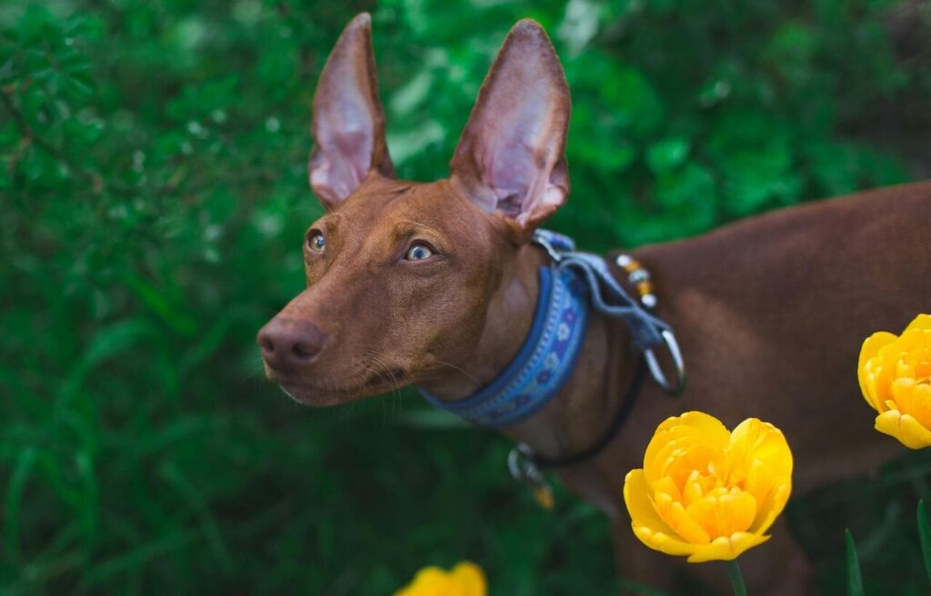  A sleek brown dog with large upright ears stands attentively in a lush green garden, surrounded by vibrant yellow flowers. Its focused expression and blue collar add charm to the lively outdoor setting.