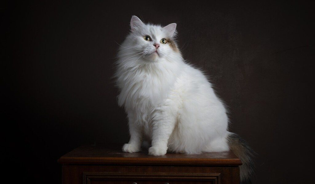 Fluffy white Siberian cat sitting on a wooden table.