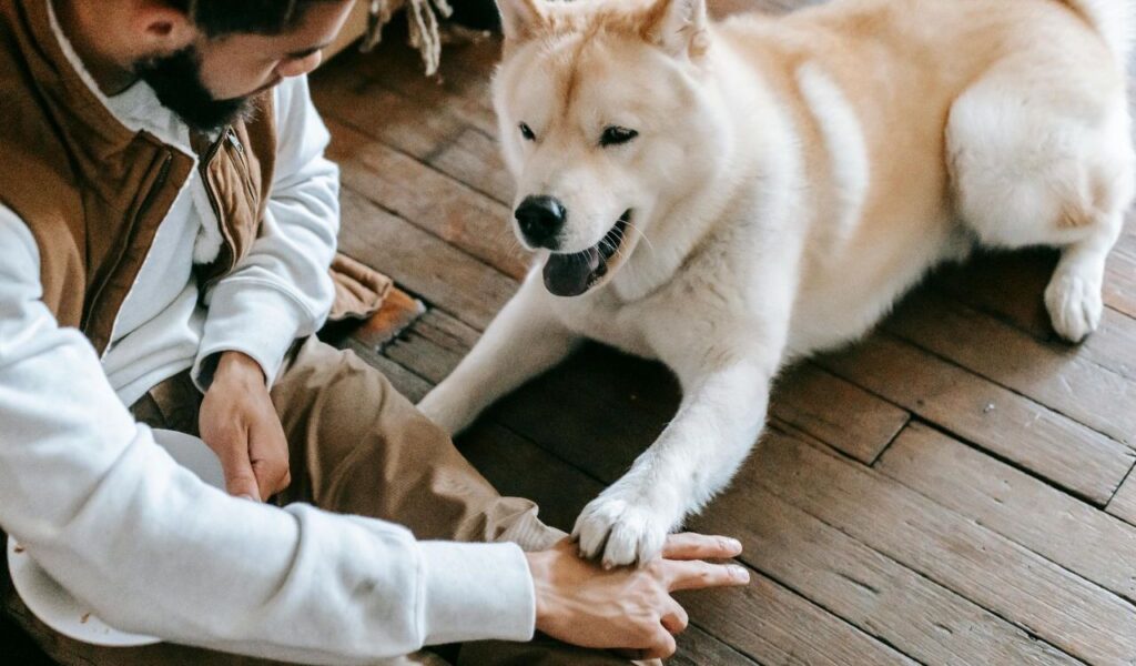 Large dog placing its paw on a person's hand indoors.