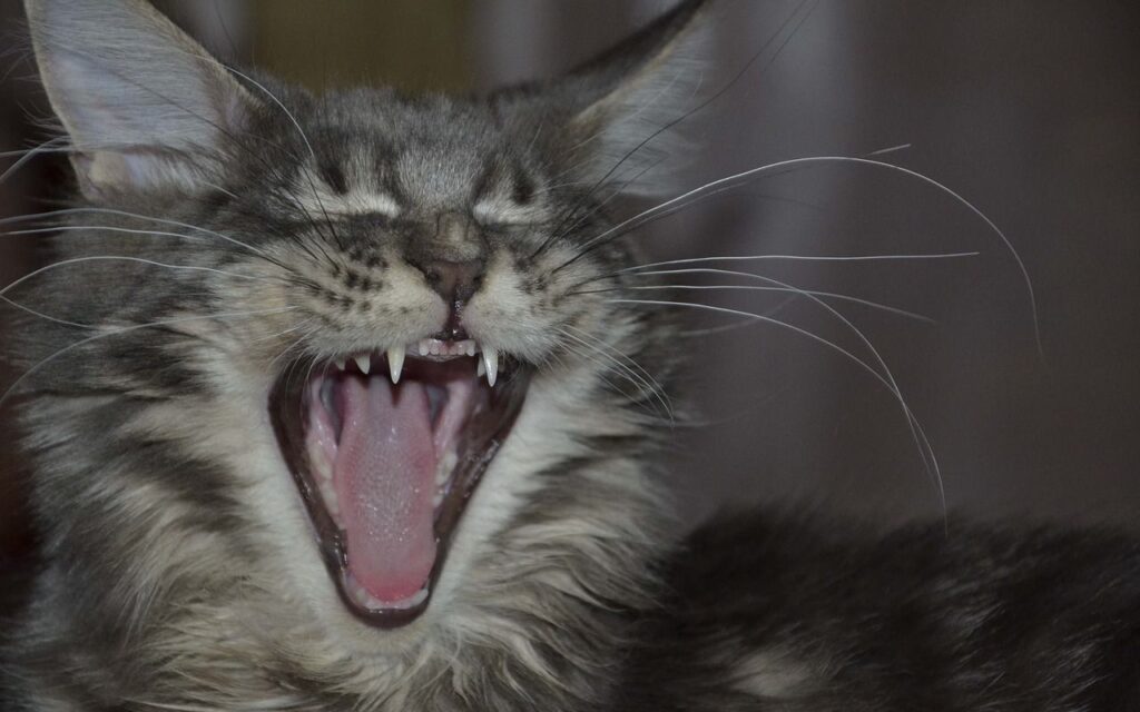 Grey cat with its mouth wide open.