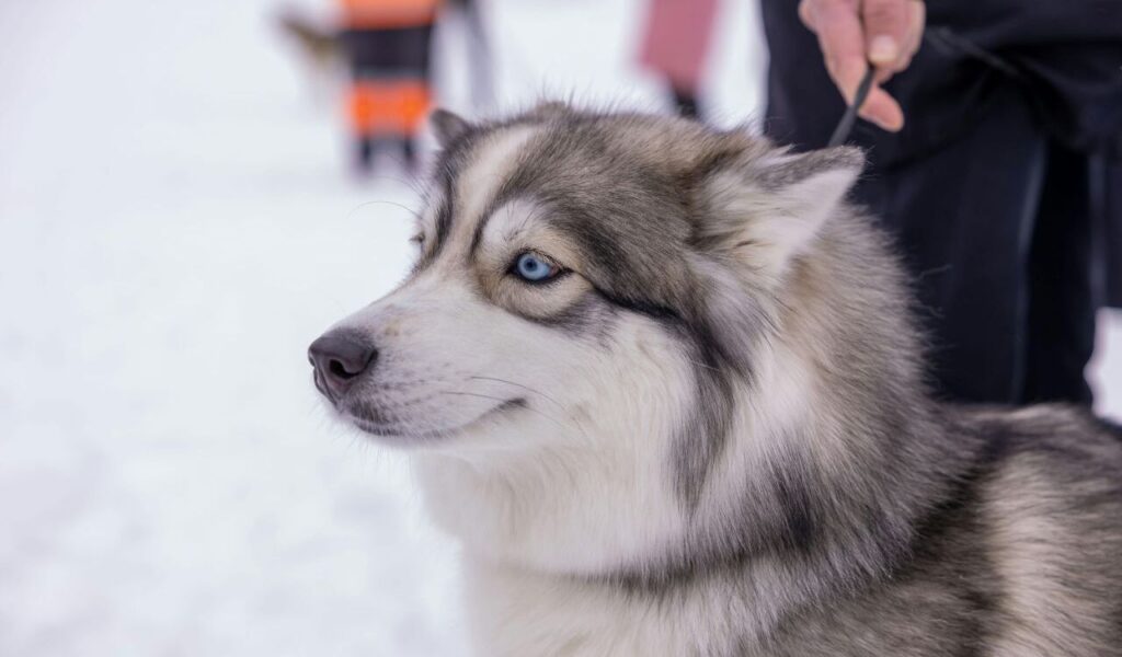 A fluffy Siberian Husky with striking blue eyes.