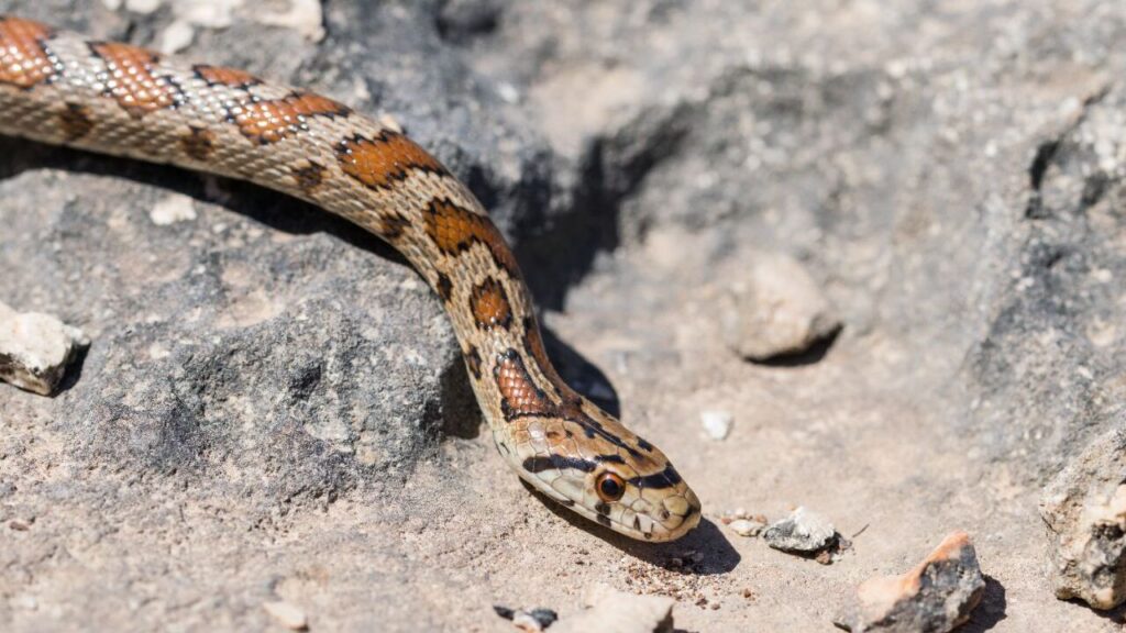 Close-up of a Western Rat Snake with a patterned brown and orange body, slithering over rocky terrain.