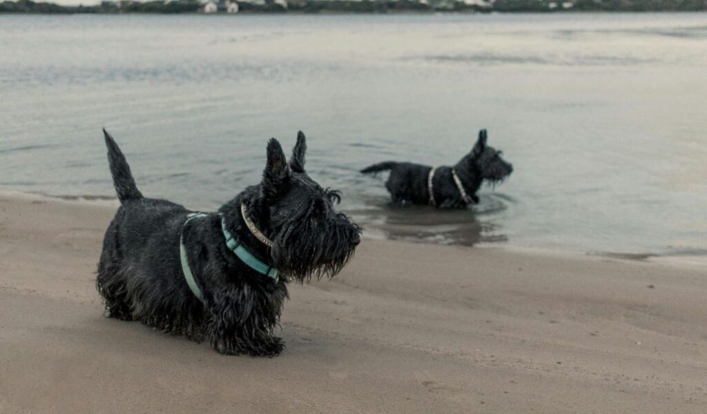 Two Scottish Terriers at the beach.