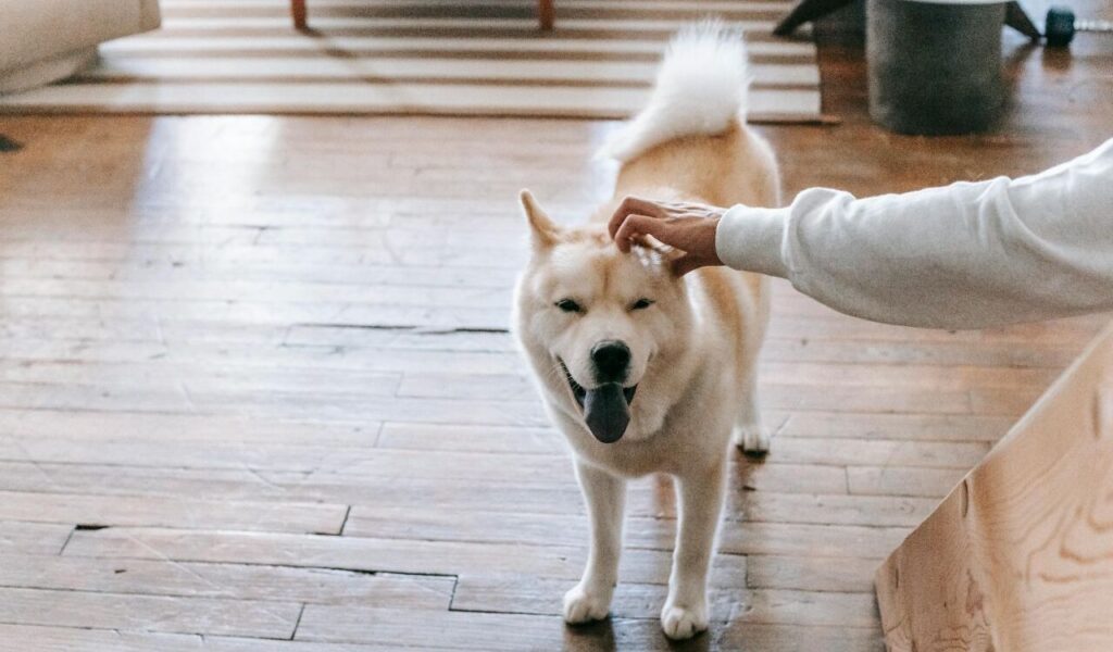 Akita dog being petted indoors with its tongue out.