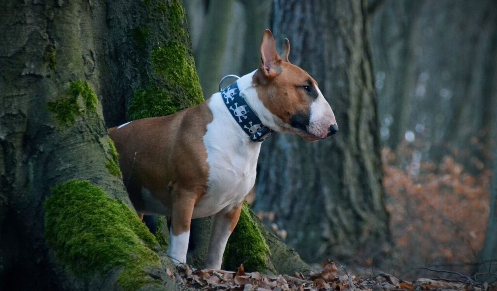 Bull Terrier standing by a tree in the woods.