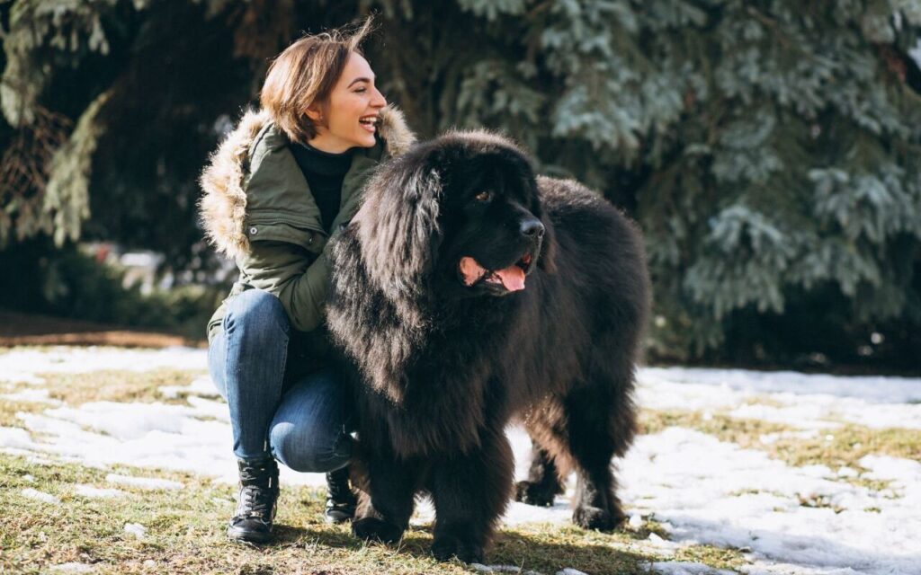 Woman kneeling beside a black Tibetan Mastiff