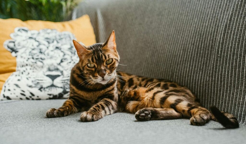 Bengal cat lounging on a couch.