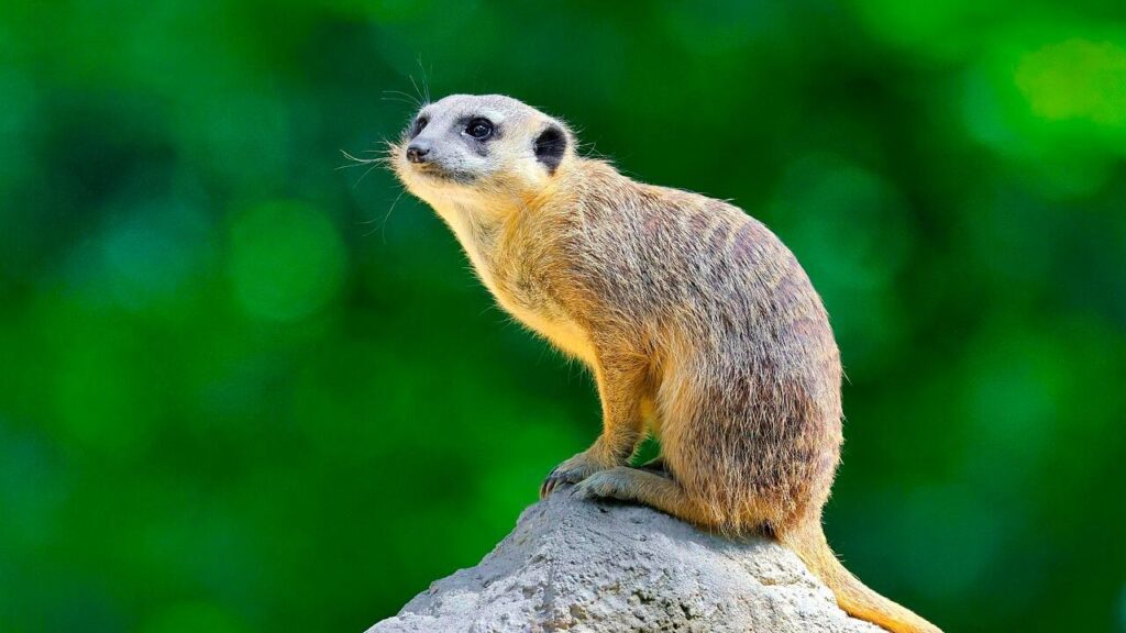 A meerkat perched on a rock, its slender body and vigilant pose set against a vibrant green background.