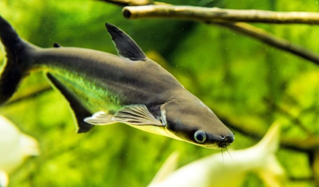 Iridescent shark swimming in a green-lit aquarium.