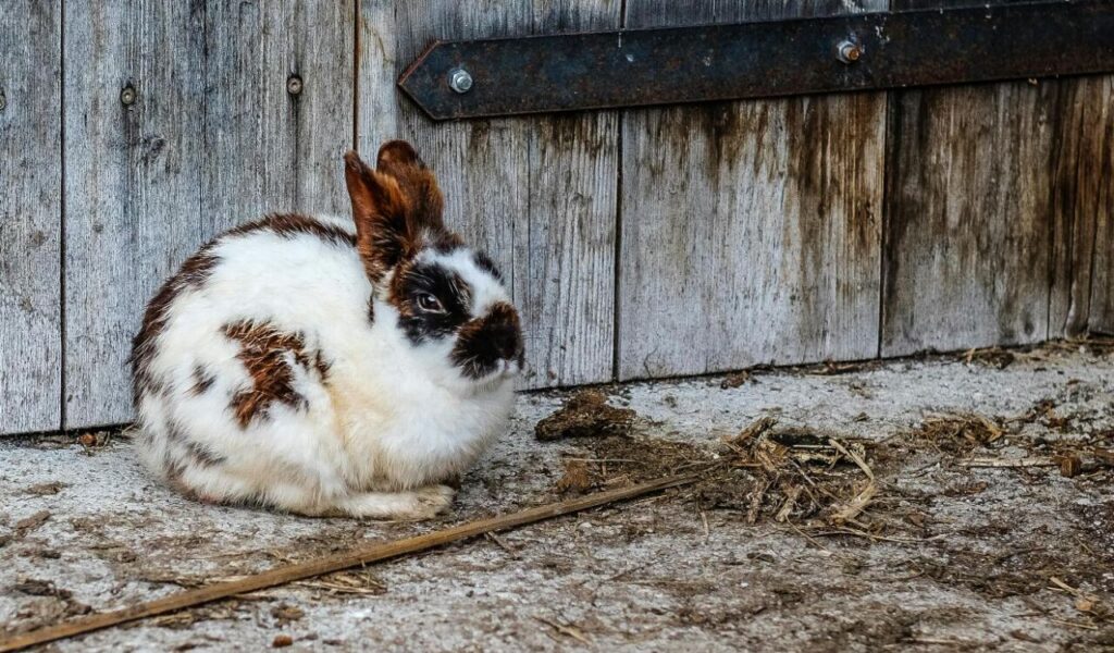 Californian rabbit by a wooden wall.