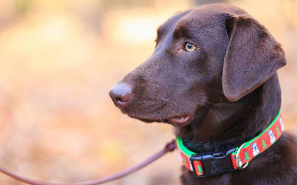 Chocolate labrador with a festive collar.