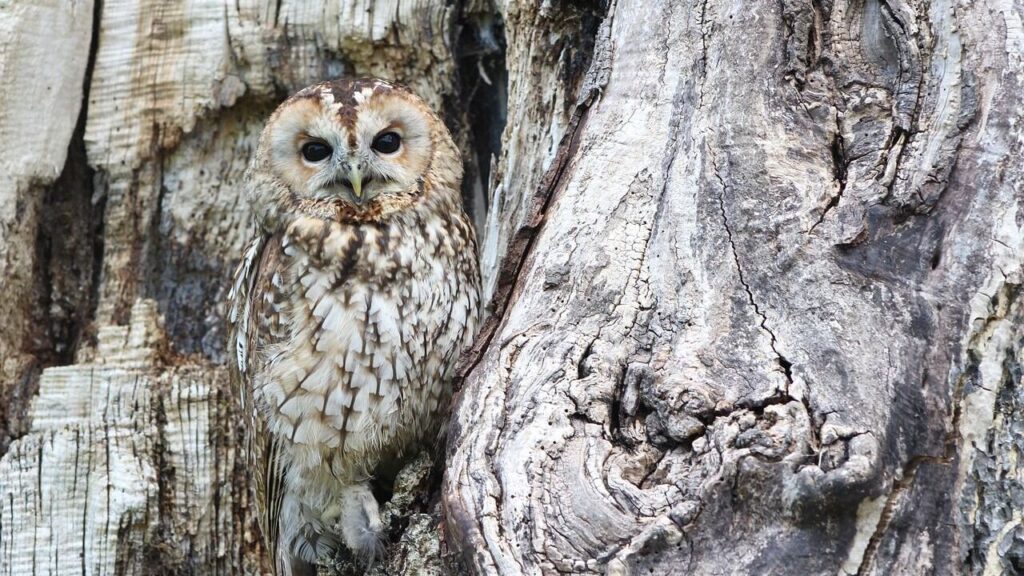 A Tawny Owl nestled against the textured bark of a tree, perfectly camouflaged with its brown and cream plumage