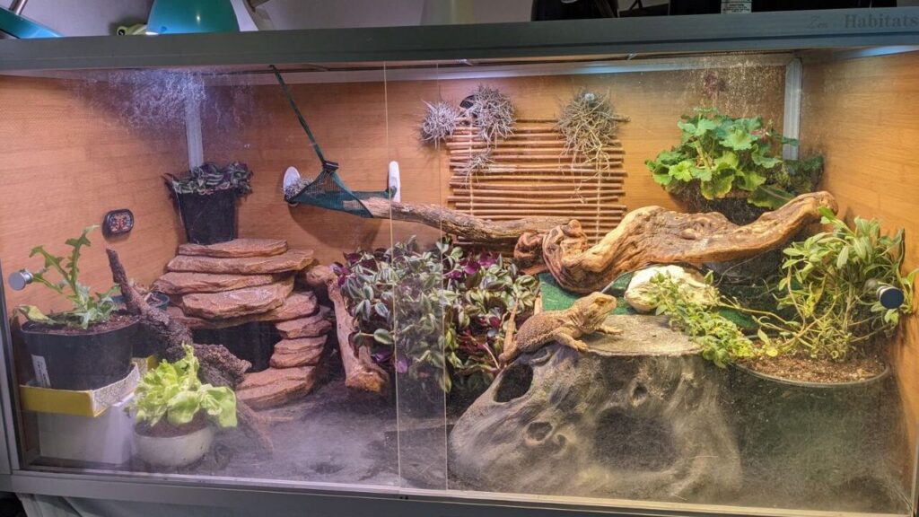 A spacious terrarium with a bearded dragon perched on a textured rock hide. The enclosure features a variety of live and artificial plants, stacked rocks for climbing, a hammock for lounging, and wooden décor for enrichment. The walls are lined with bamboo accents and air plants, creating a naturalistic aesthetic. Multiple lamps provide focused lighting and heat for the habitat.