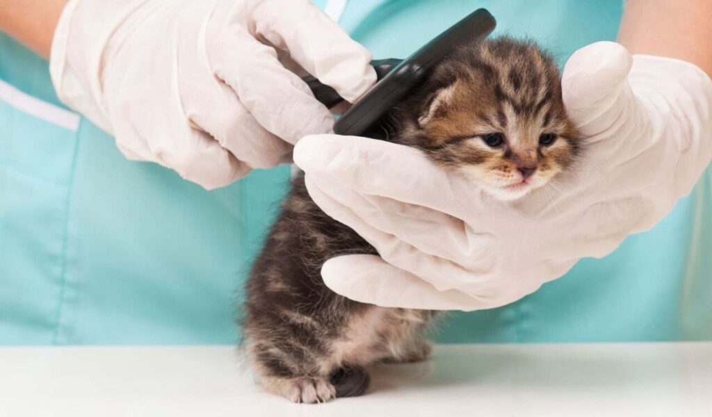A small brown tabby kitten being gently groomed with a comb by a person wearing white gloves. The kitten looks calm, sitting on a white surface with a turquoise uniform visible in the background.