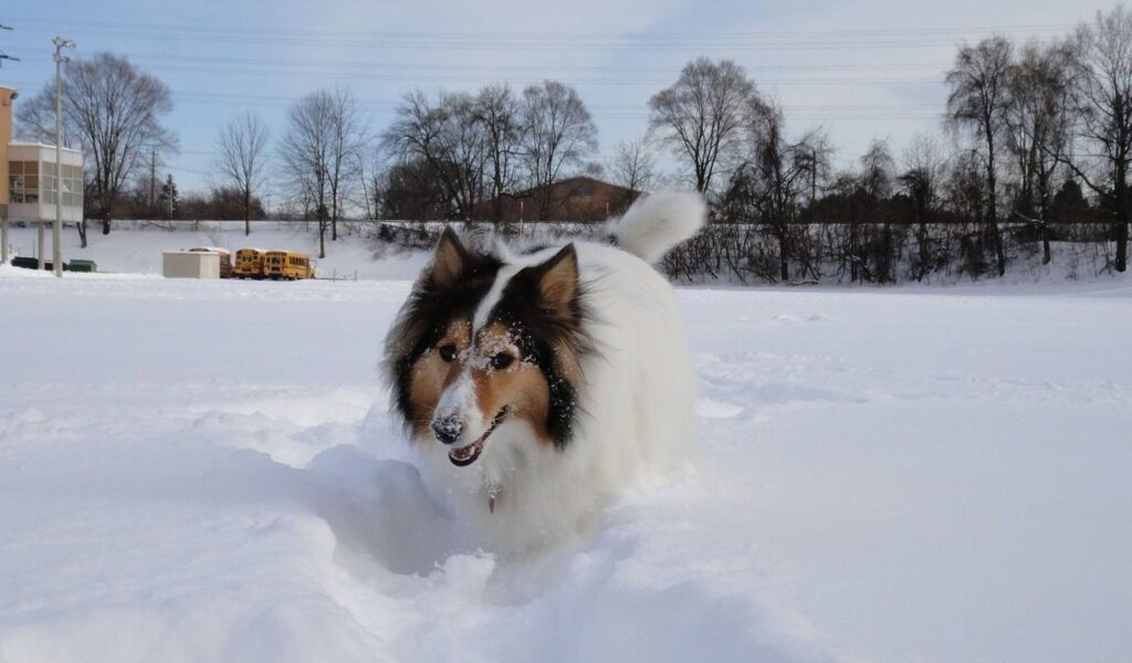 A fluffy Collie with a white and tan coat playing in the snow. The dog has snow on its nose and looks happy, with a backdrop of trees, a building, and school buses in a snowy landscape.