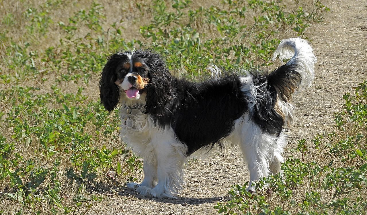 A tricolor Cavalier King Charles Spaniel standing on a dirt path surrounded by greenery, looking back with its tongue out and tail wagging.