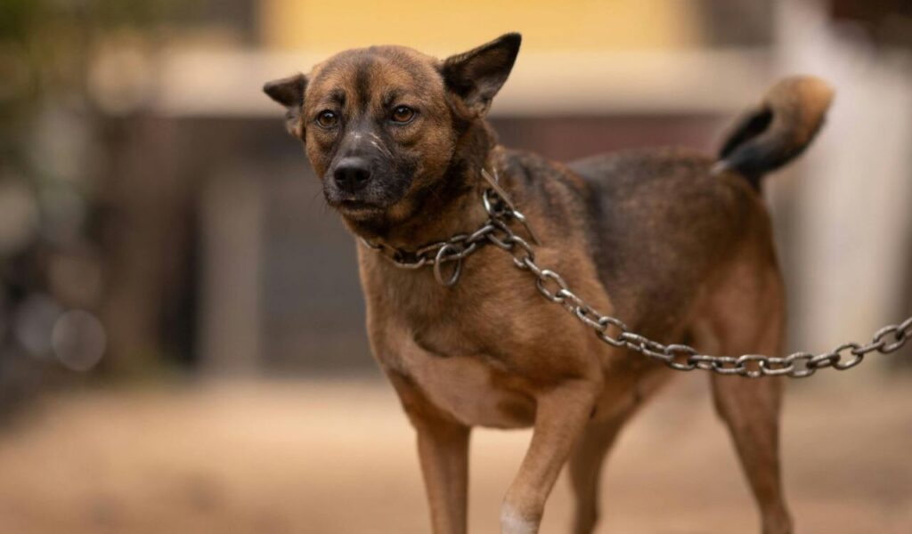 muted mixed breed dog on a chain