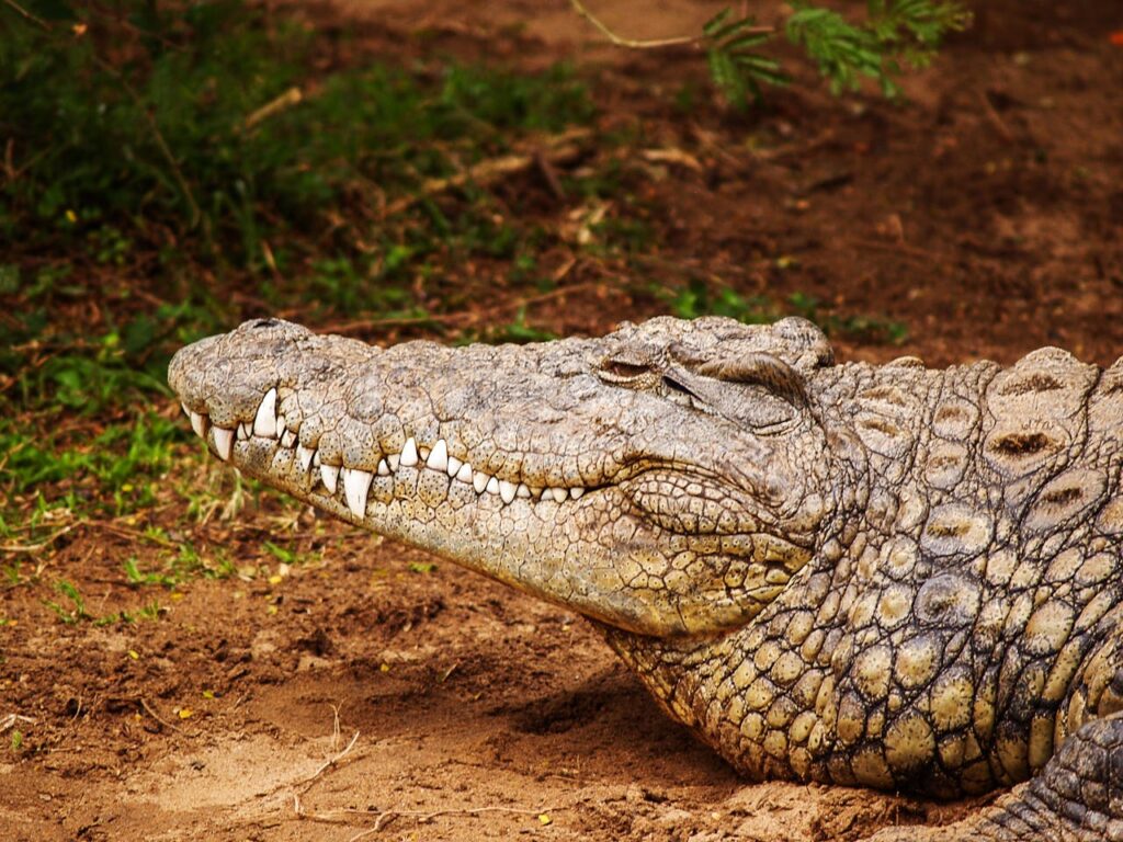 A close-up view of a crocodile resting on the ground