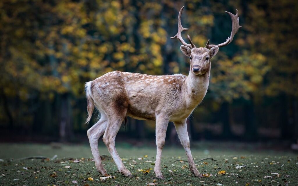 deer standing on grass with antlers visible