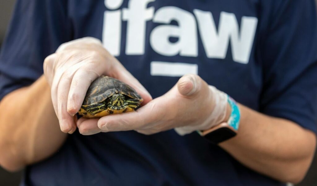Person holding a red-eared slider turtle with gloves.