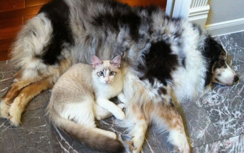 australian shepherd and ragdoll cat resting together