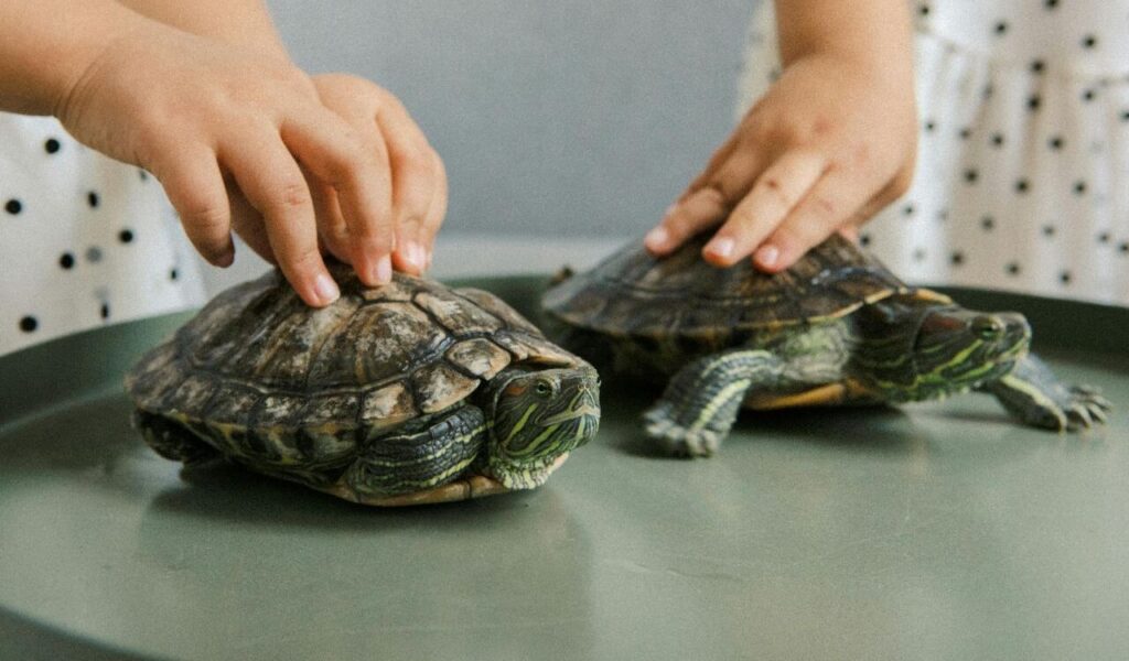 two children gently touching turtles on a table