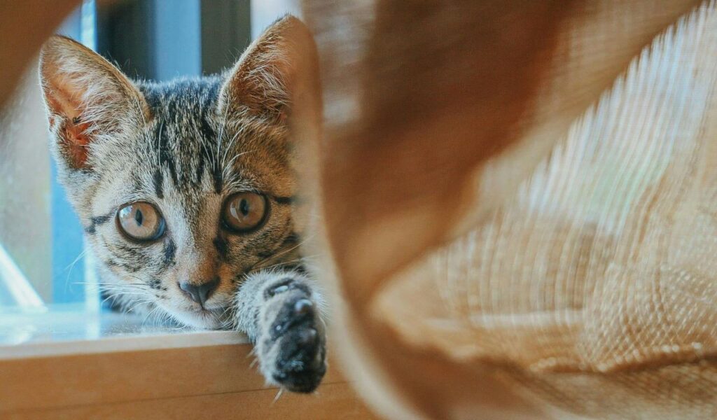 tabby cat peeking through a curtain