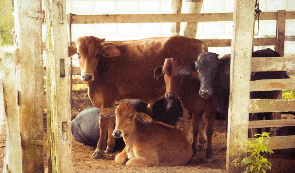 Group of cows resting inside a barn.