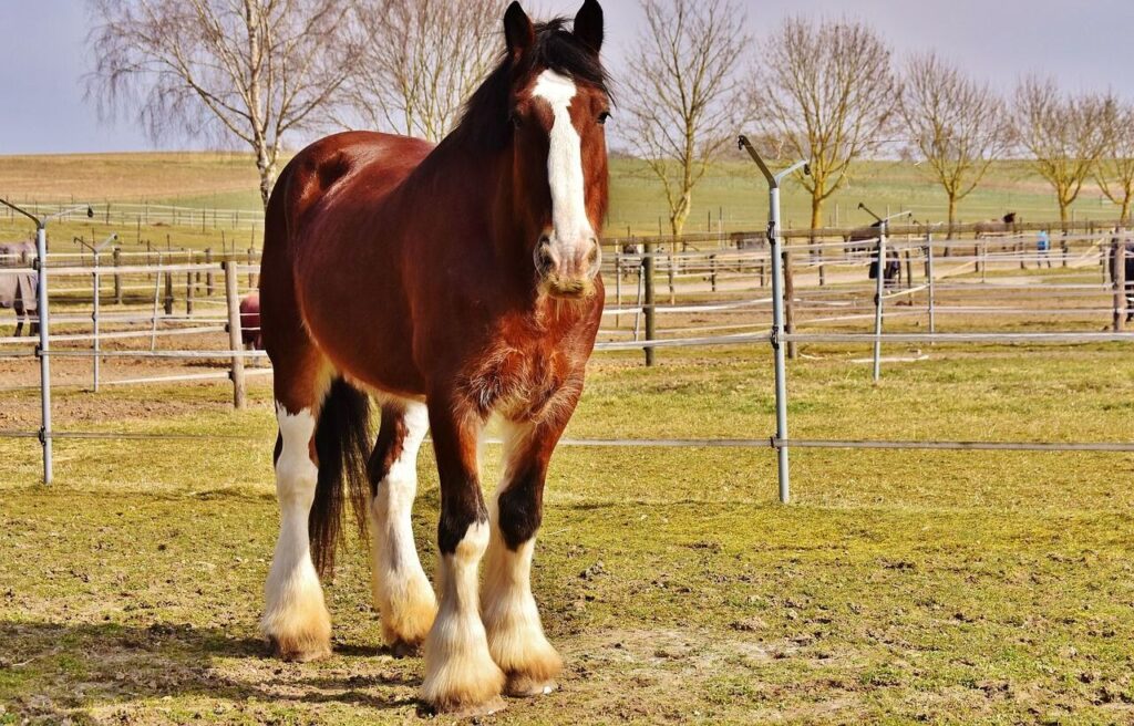 A horse standing in a field near a fence.