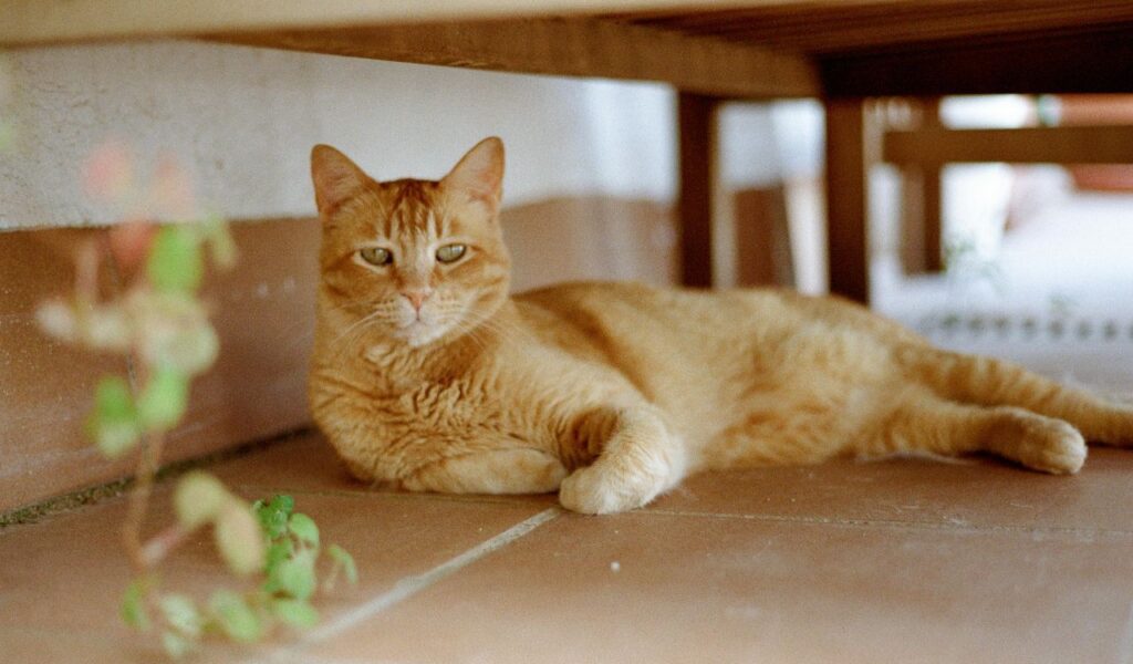 Orange cat lounging under a table.