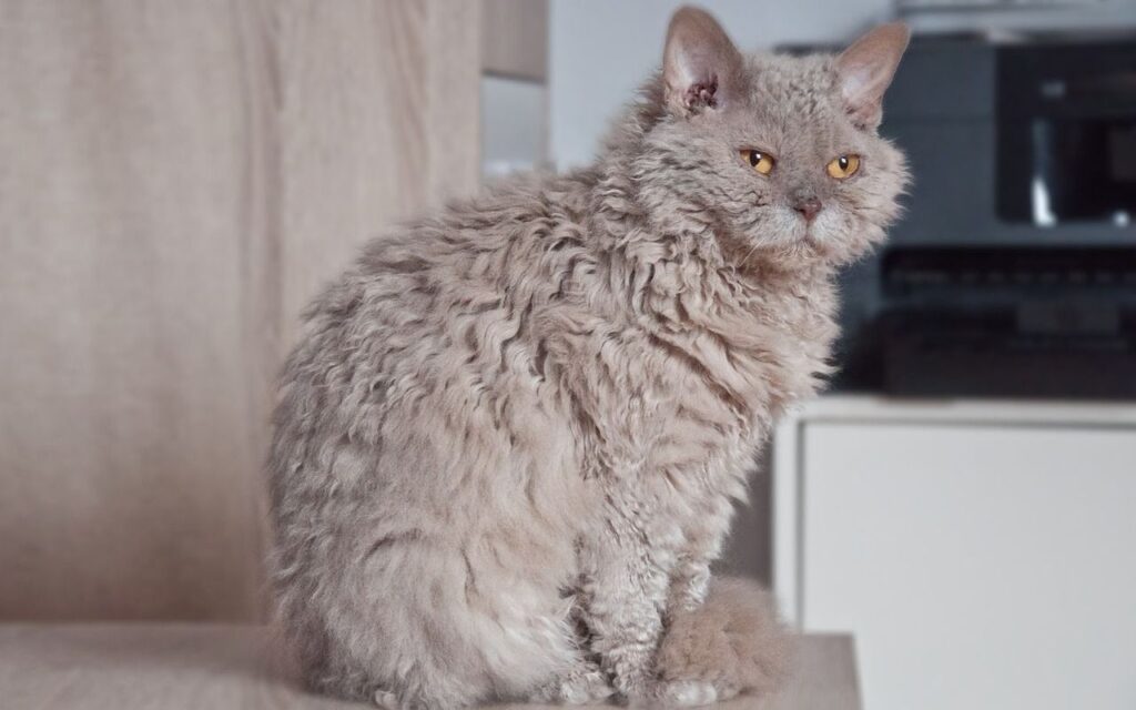 Devon Rex cat with curly fur and yellow eyes.