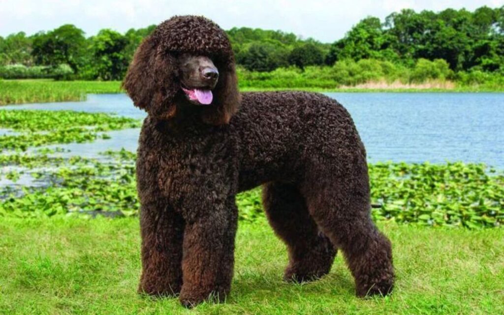 Irish Water Spaniel standing near water.