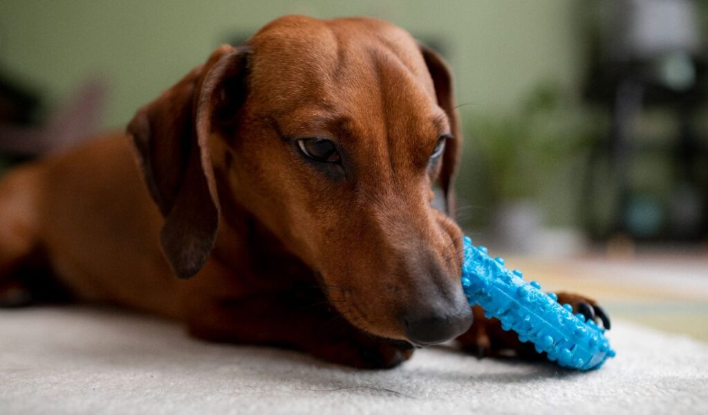 Dachshund with blue chew toy