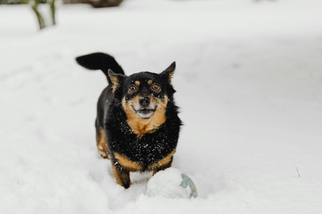 A small black and tan dog standing in the snow, looking up with a playful expression, with a ball partially buried in the snow in front of it.