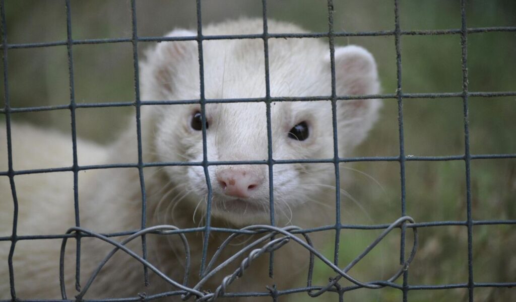 Ferret looking through a cage.