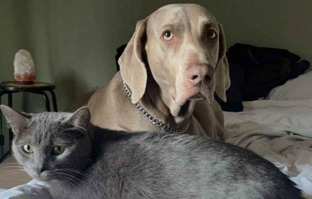  Weimaraner and a grey cat resting together on a bed.
