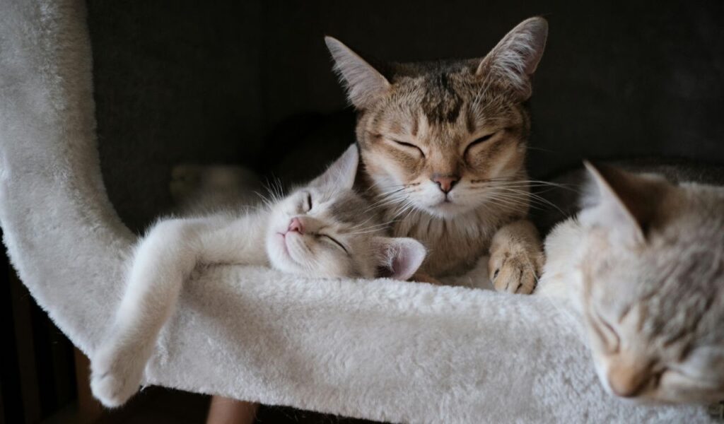 Cats resting together.