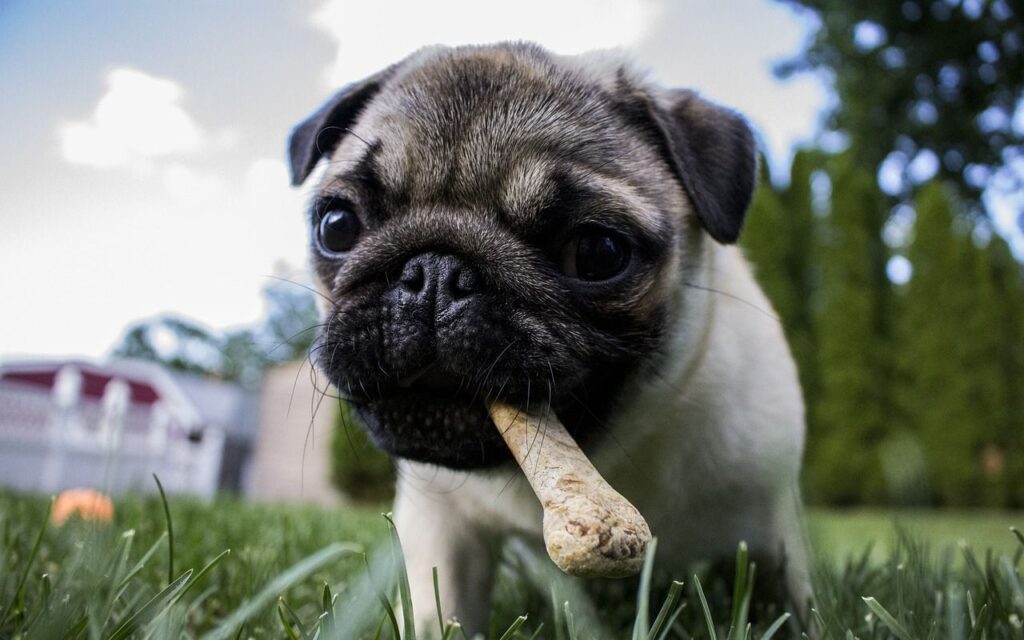 Pug chewing on a bone outdoors.